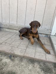 Lost Female Dog last seen Mt. Vernon/California Ave, Bakersfield, CA 93307