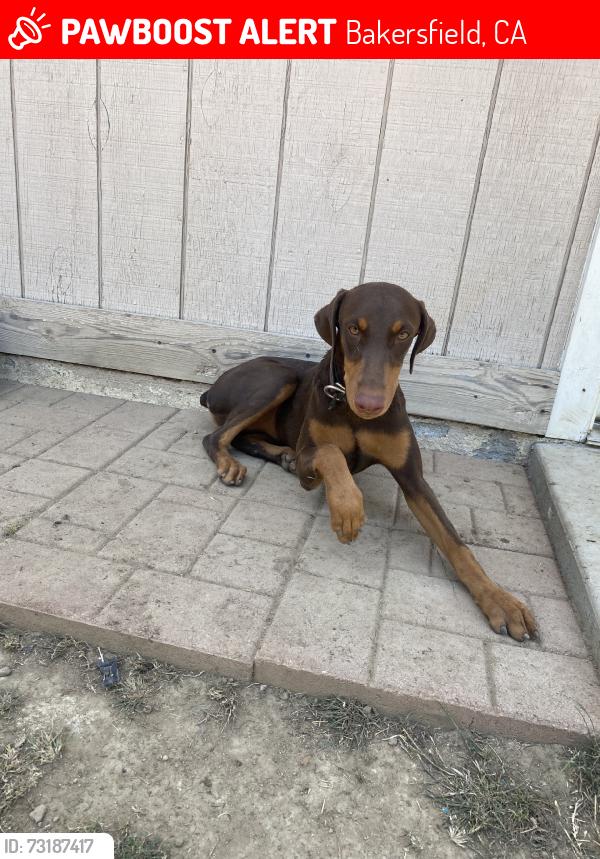 Lost Female Dog last seen Mt. Vernon/California Ave, Bakersfield, CA 93307