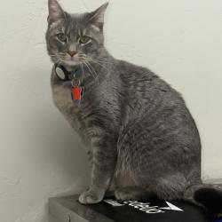 Lost Male Cat last seen Mosley & Prather, Amarillo, TX 79119