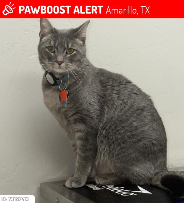 Lost Male Cat last seen Mosley & Prather, Amarillo, TX 79119