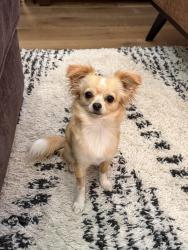 Reunited Female Dog last seen Woodridge Dr. Bent Tree Ave., Oak Point, TX 75068