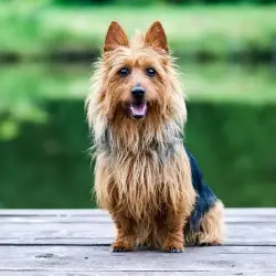 Lost Female Dog last seen Sunset Blvd at Rexford Drive, Beverly Hills, CA 90210