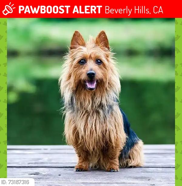 Lost Female Dog last seen Sunset Blvd at Rexford Drive, Beverly Hills, CA 90210