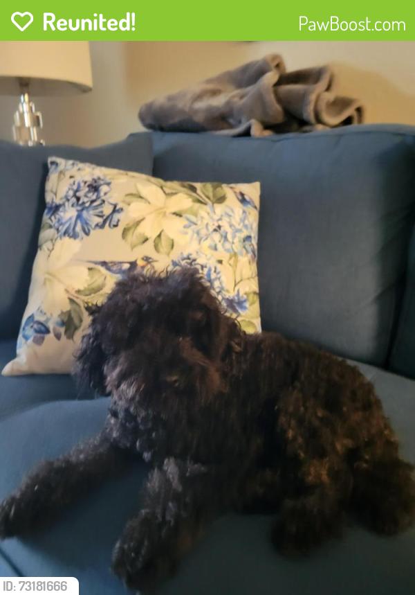 Reunited Female Dog last seen Hypoluxo and 7th Ct NW Discovery Village, Boynton Beach, FL 33426