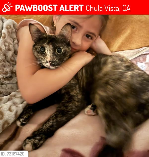 Lost Female Cat last seen 2nd and Madrona, Chula Vista, CA 91910