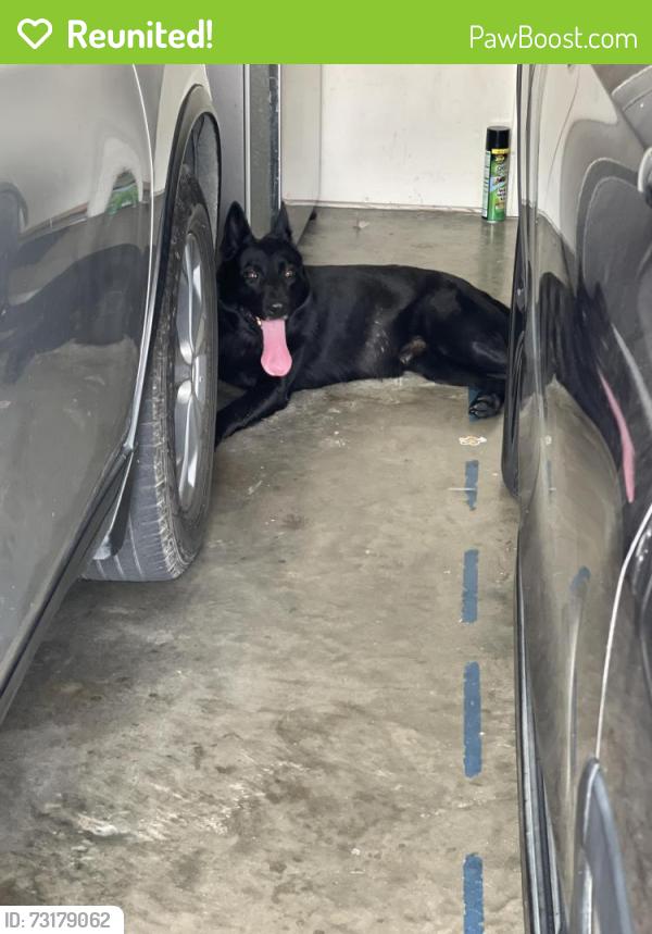 Reunited Male Dog last seen Cordia and Goodwin Drive, Mesquite, TX 75149