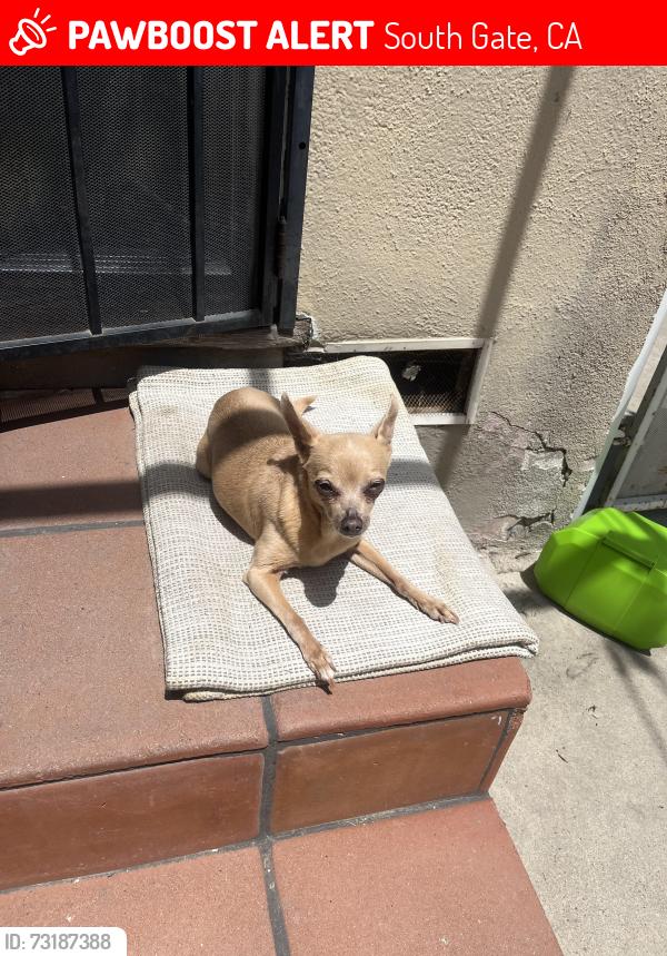 Lost Female Dog last seen McKinley Ave near the daycare and highschool i, South Gate, CA 90280