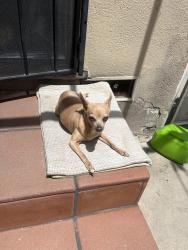 Lost Female Dog last seen McKinley Ave near the daycare and highschool i, South Gate, CA 90280