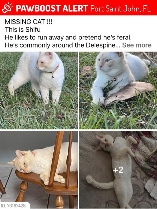 Lost Male Cat last seen Delespine St, Port Saint John, FL 32927