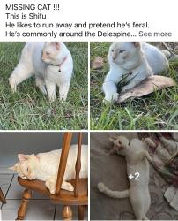 Lost Male Cat last seen Delespine St, Port Saint John, FL 32927