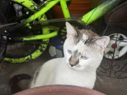 Found/Stray Unknown Cat last seen Los Angeles and Merced, Baldwin Park, CA 91706