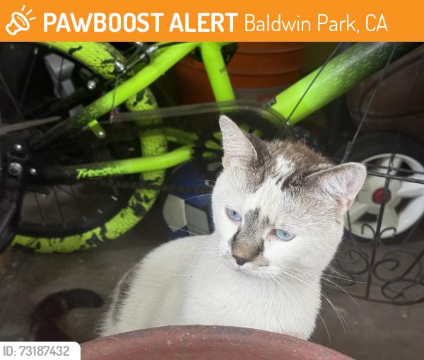 Found/Stray Unknown Cat last seen Los Angeles and Merced, Baldwin Park, CA 91706