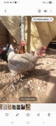 Lost Female Other last seen Miller and loredo, Las Vegas, NV 89117