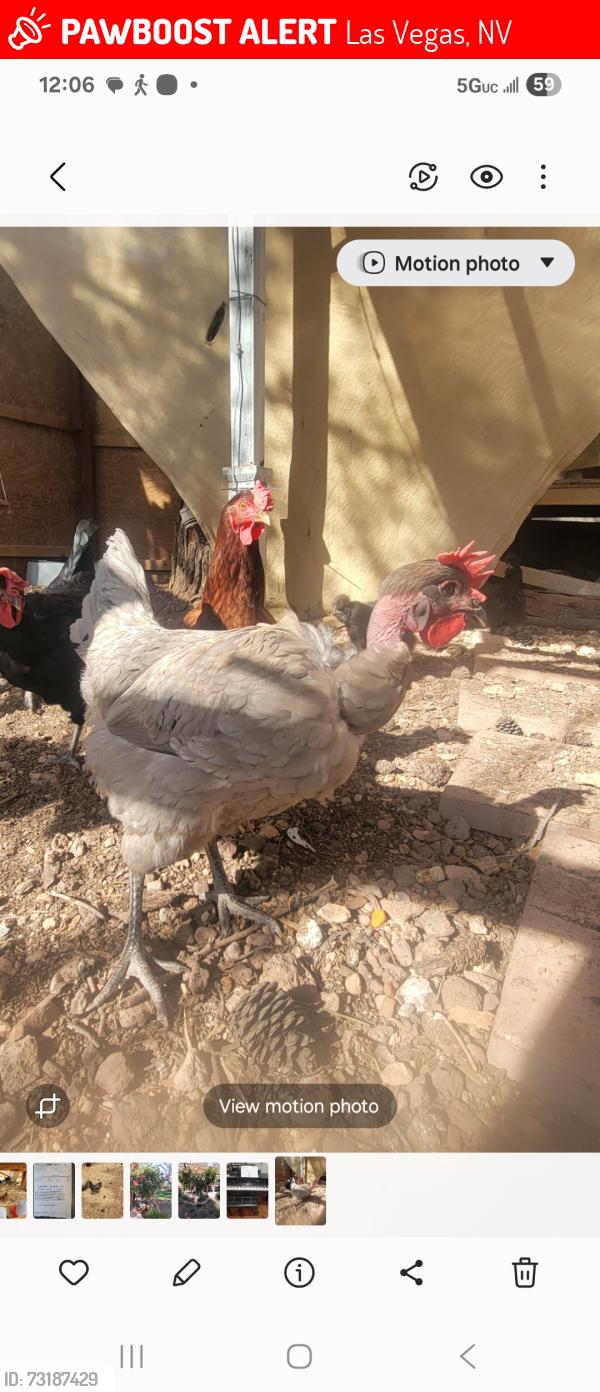 Lost Female Other last seen Miller and loredo, Las Vegas, NV 89117