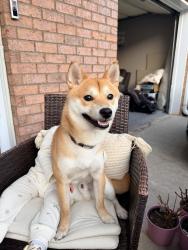Lost Male Dog last seen Sugarloaf, Lawrenceville, GA 30044