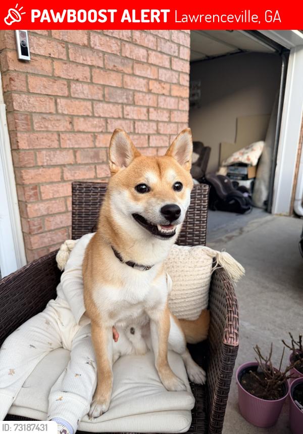Lost Male Dog last seen Sugarloaf, Lawrenceville, GA 30044