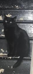 Lost Female Cat last seen Near brant ave brantford ontario, Brantford, ON 