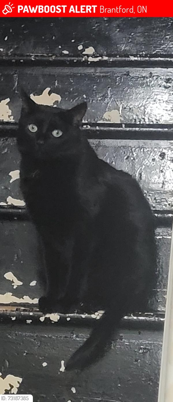 Lost Female Cat last seen Near brant ave brantford ontario, Brantford, ON 