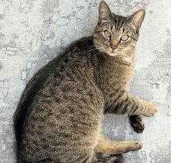 Lost Male Cat last seen The mitten, Grand Rapids, MI 49504