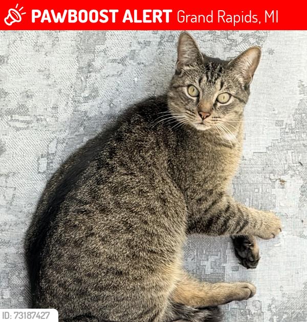 Lost Male Cat last seen The mitten, Grand Rapids, MI 49504