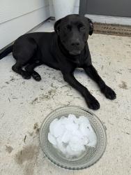 Found/Stray Male Dog last seen Near Vacek Crossing Way, Richmond, TX 77469