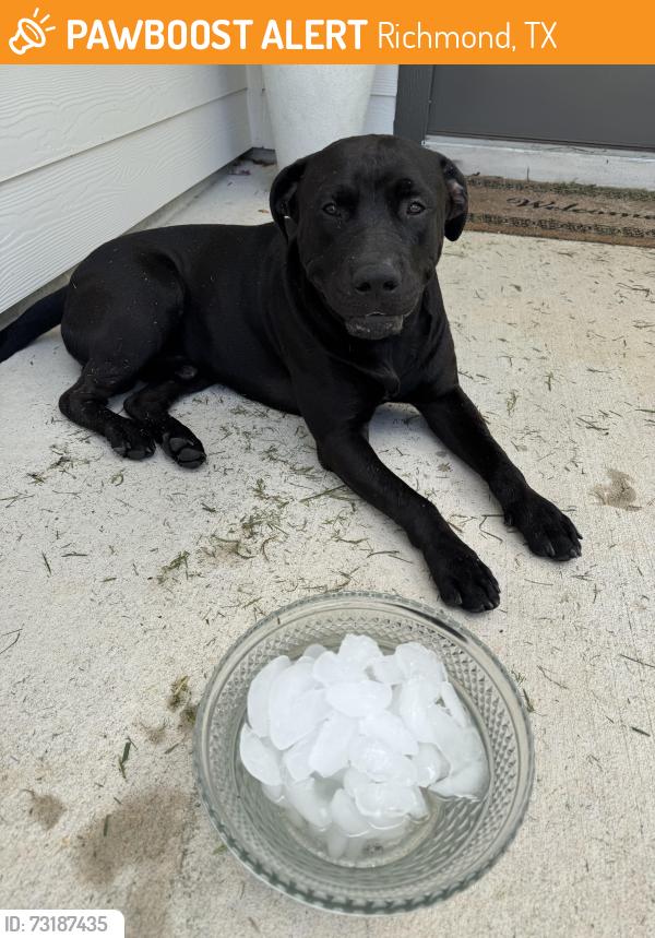 Found/Stray Male Dog last seen Near Vacek Crossing Way, Richmond, TX 77469