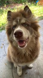 Reunited Male Dog last seen Moss Park area (314 S Moss rd. Winter Springs, FL), Winter Springs, FL 32708