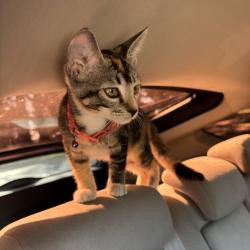 Lost Unknown Cat last seen Rob Hill Campground in the Presidio, San Francisco, CA 94129