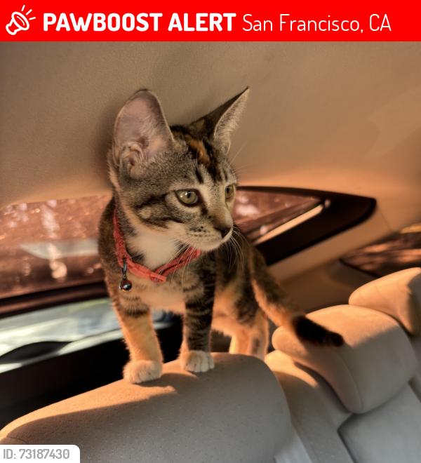 Lost Unknown Cat last seen Rob Hill Campground in the Presidio, San Francisco, CA 94129