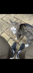 Lost Male Cat last seen co op london road, Oadby, England 