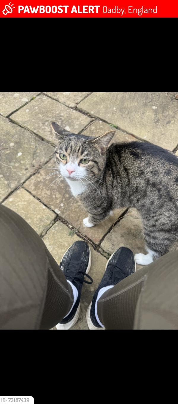 Lost Male Cat last seen co op london road, Oadby, England 