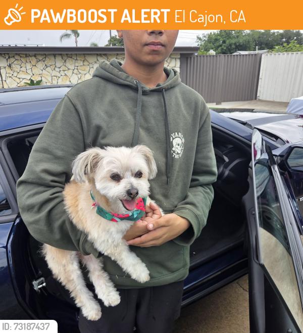 Found/Stray Female Dog last seen Joliet ct, El Cajon, CA 92019
