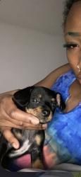 Reunited Male Dog last seen Candlewood Condominiums/ Av Cardiology, Lancaster, CA 93536