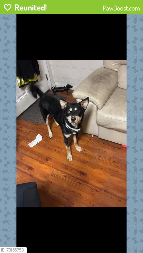Reunited Male Dog last seen Near Juniper Crescent, Chesapeake, VA 23320, USA, Chesapeake, VA 23320