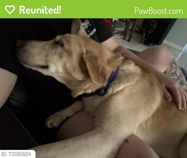Reunited Female Dog last seen NE 35th St & NE 22nd Ct - Near Pearl Britain Publix, Ocala, FL 34479