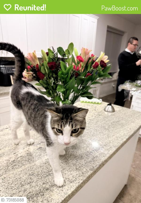 Reunited Male Cat last seen Hawkins and S Barnett, Missouri City, TX 77459