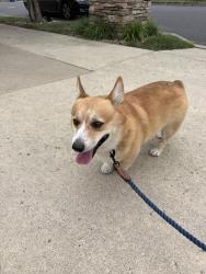 Reunited Male Dog last seen Near reynolds ave, Scranton, PA 18504