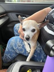 Reunited Female Dog last seen Corbett drive and Sage, Fort Collins, CO 80525