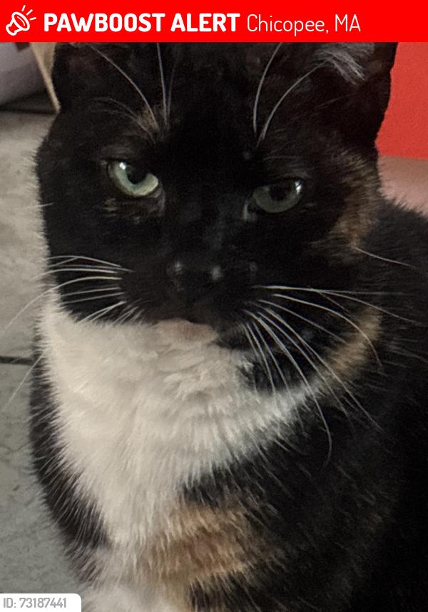 Lost Female Cat last seen Chicopee street, Chicopee, MA 01013