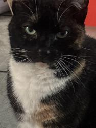 Lost Female Cat last seen Chicopee street, Chicopee, MA 01013