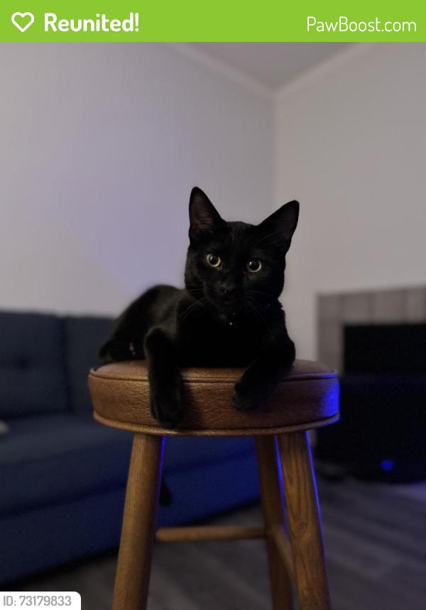 Reunited Male Cat last seen Silber Rd, Arlington, TX 76017, USA, Arlington, TX 76017