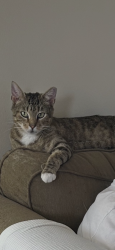 Lost Male Cat last seen Forest View Drive, Nashville, TN 37013
