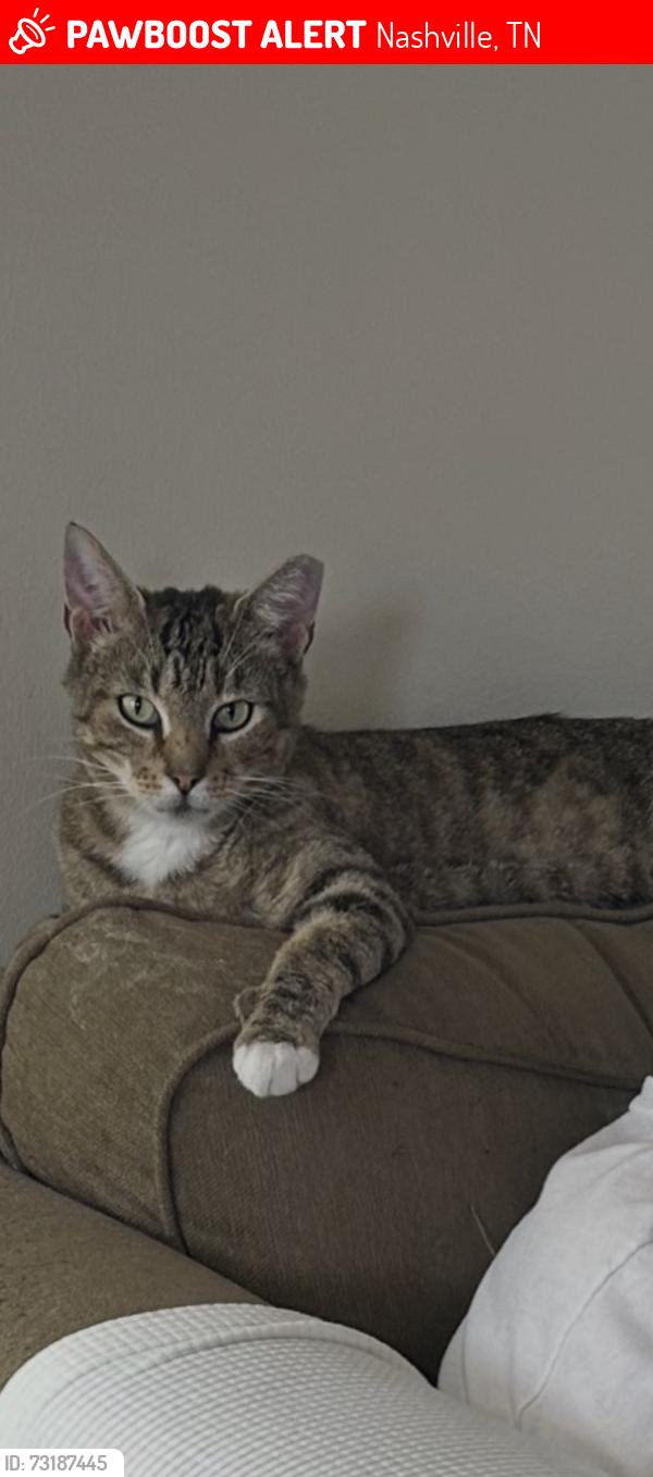 Lost Male Cat last seen Forest View Drive, Nashville, TN 37013