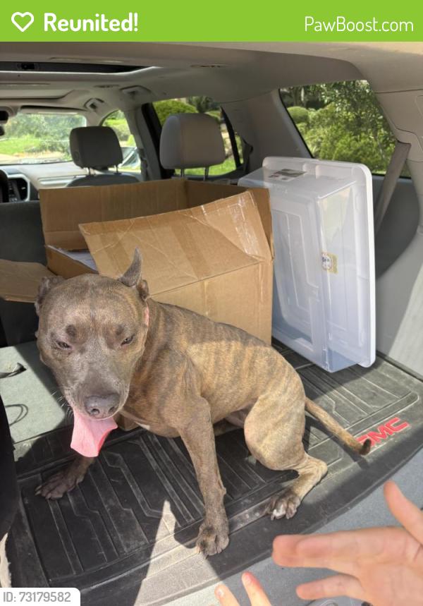 Reunited Female Dog last seen Eldridge and Grant, Houston, TX 77070