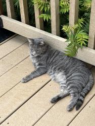 Lost Male Cat last seen Huntington Hills Drive/Melrose Court, Fort Collins, CO 80525