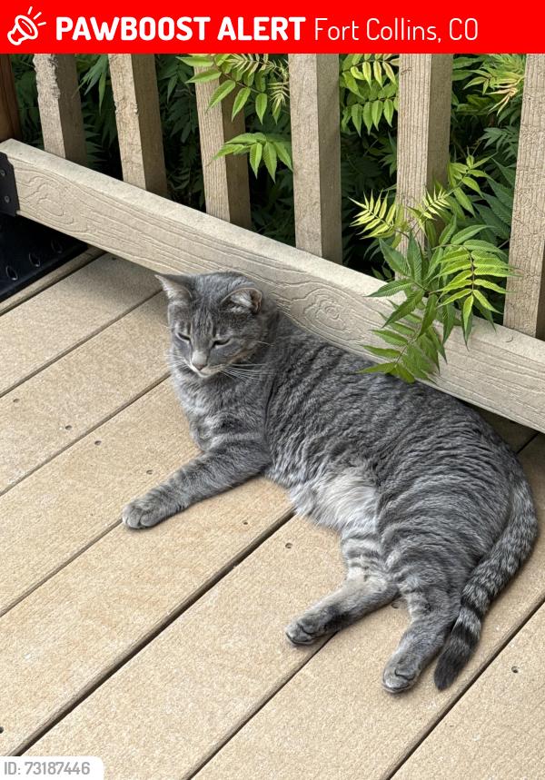 Lost Male Cat last seen Huntington Hills Drive/Melrose Court, Fort Collins, CO 80525