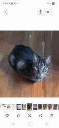 Lost Male Cat last seen Leamington CT also Durbin, Columbus, OH 43213