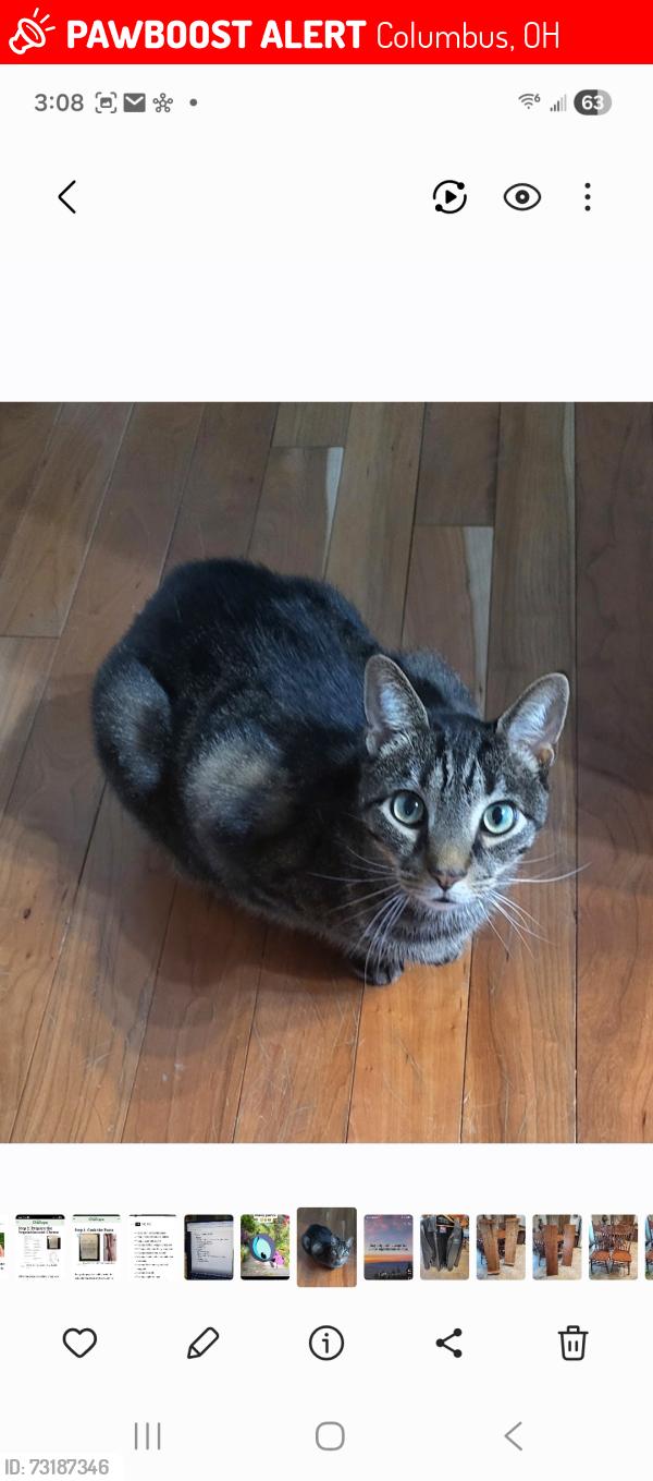 Lost Male Cat last seen Leamington CT also Durbin, Columbus, OH 43213