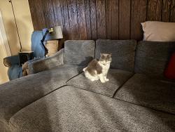 Reunited Female Cat last seen 182nd NE, Woodinville, WA 98072