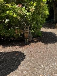 Lost Male Cat last seen Gardner rd, Burlington, WA 98233